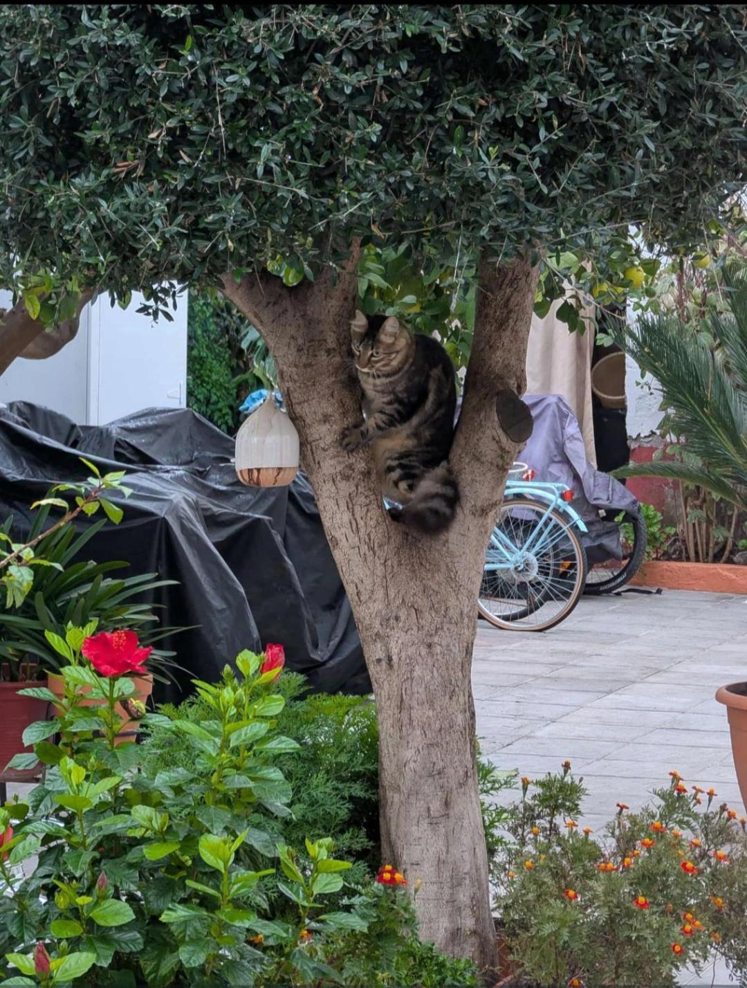סביליה Tipico Y Pintoresco Patio De Vecinos, Con Encanto מראה חיצוני תמונה